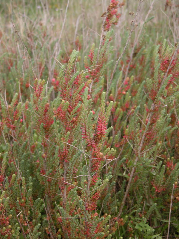 Arbusto da identificare - Suaeda vera